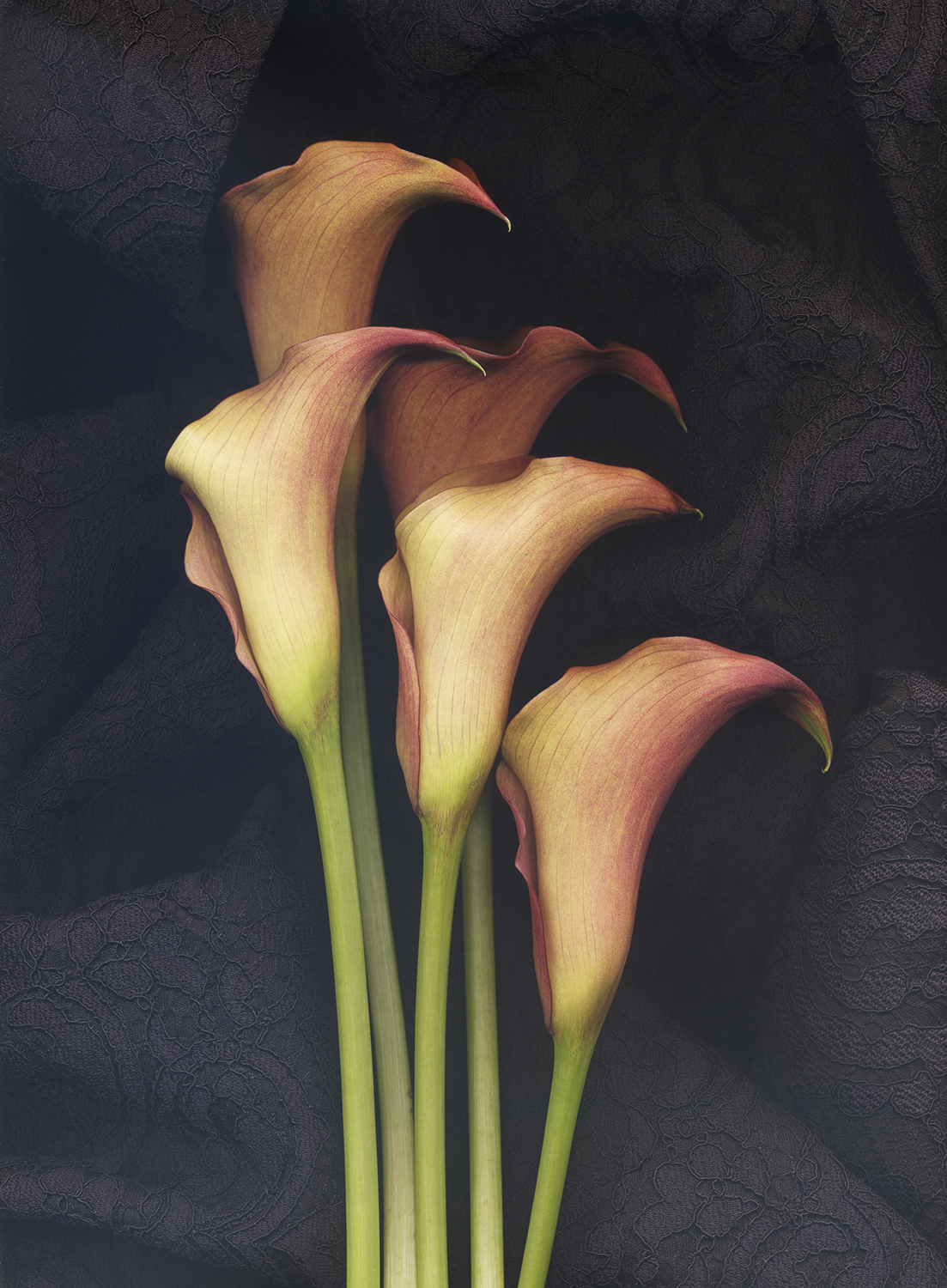 Calla Lilies on Brocade